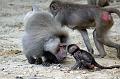 2010-08-24 (644) Aanranding en mishandeling gebeurd ook in de apenwereld